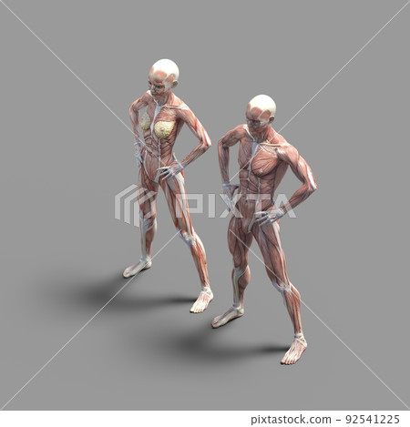 肌肉標本，男女，全身，perming3DCG插畫素材 92541225