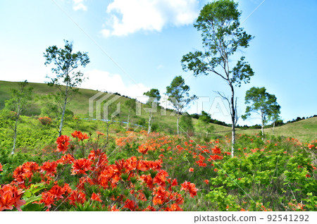 Ranged azalea 92541292
