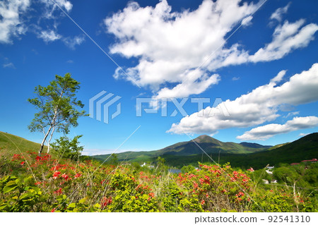 杜鵑花 杜鵑花 92541310