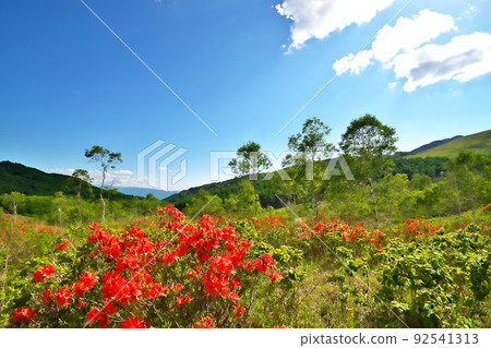 Ranged azalea Ranged azalea 92541313