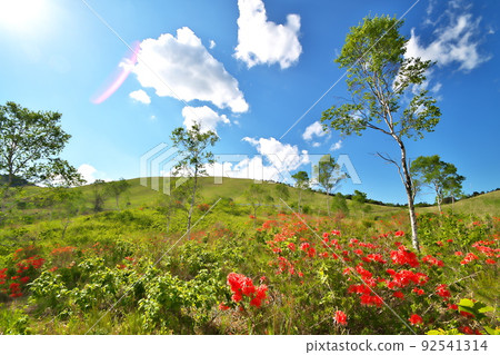 Ranged azalea 92541314