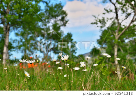 Ranged azalea Ranged azalea 92541318