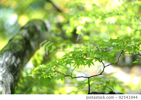 At the beginning of autumn At the beginning of autumn 92541944