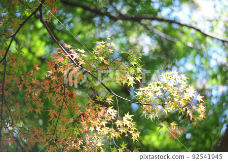 At the beginning of autumn At the beginning of autumn 92541945