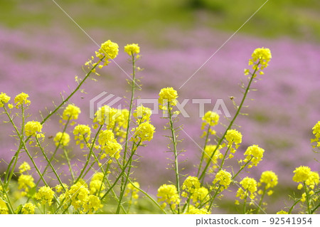 Landscape with rape blossoms and astragalus 92541954