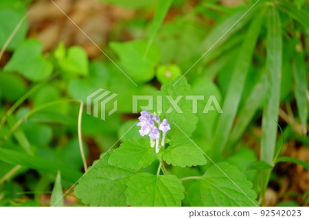 Scutellaria indica [Tsukui, Sagamihara City, May] 92542023