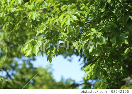 Young leaves of Quercus serrata growing 92542196