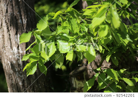 Young leaves of Quercus serrata growing Young leaves of Quercus serrata growing 92542201
