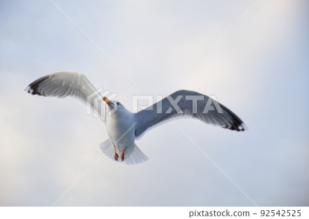 seagull sea bird predator angler fish and shellfish northern europe norway 92542525