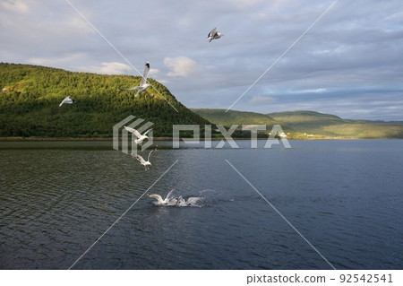 seagull sea bird predator angler fish and shellfish northern europe norway 92542541
