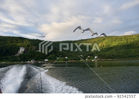 seagull sea bird predator angler fish and shellfish northern europe norway 92542557