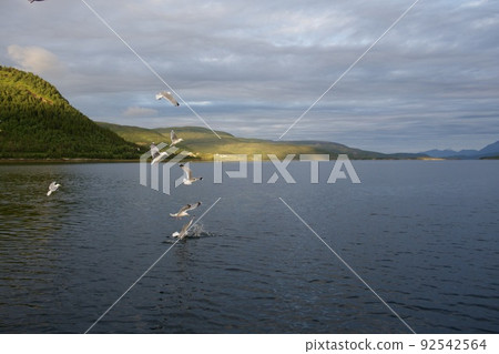 seagull sea bird predator angler fish and shellfish northern europe norway seagull sea bird predator angler fish and shellfish northern europe norway 92542564