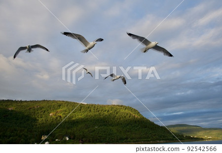 seagull sea bird predator angler fish and shellfish northern europe norway 92542566