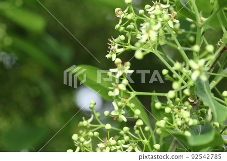 Mayumi, a small white flower that blooms in early summer 92542785