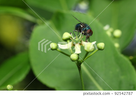 Mayumi, a small white flower that blooms in early summer 92542787