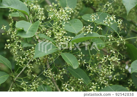 Mayumi,初夏盛開的小白花 Mayumi,初夏盛開的小白花 92542838