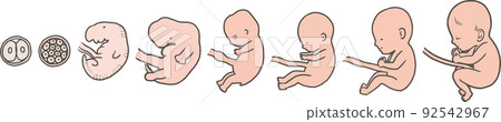 Illustration of fetal growth 92542967