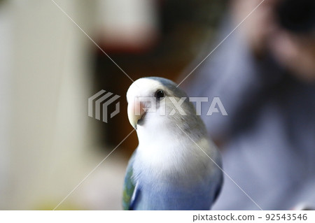 寵物 92543546