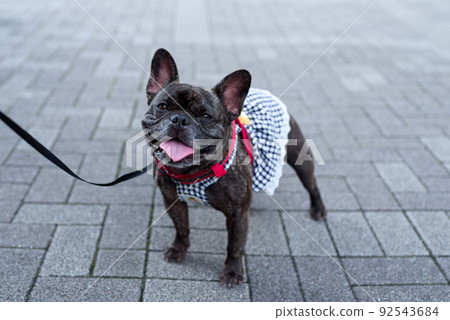 French bulldog during a walk 92543684