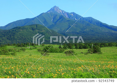 Fuji Wildlife Area in early summer, Ezokanzo flowers and Mt. Rishiri 92543749