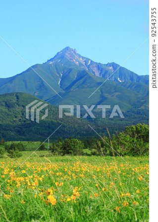 Fuji Wildlife Area in early summer, Ezokanzo flowers and Mt. Rishiri 92543755