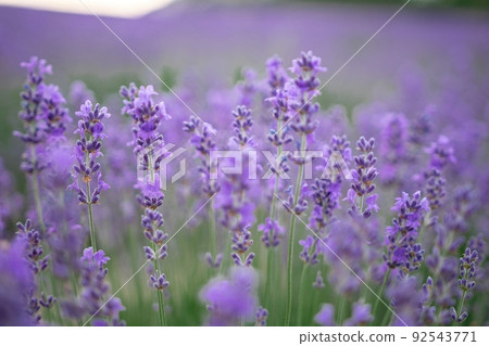 Close up Lavender flower blooming scented fields in endless rows on sunset. Selective focus on Bushes of Lavandula angustifolia purple aromatic flowers at lavender fields. Lavandula officinalis 92543771
