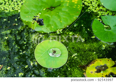 Lotus leaves and floating grass floating on the surface of the water 92543997