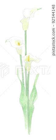 水彩:百合花 水彩:百合花 92544148