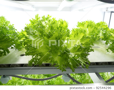 在蔬菜廠種植褶邊萵苣 92544296