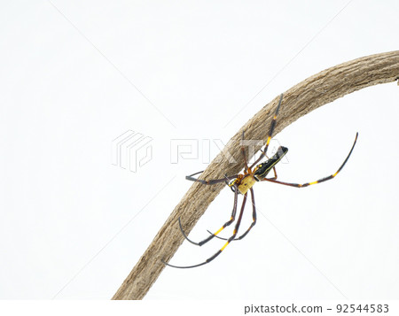 Poisonous colored Nephila pilipes Poisonous colored Nephila pilipes 92544583