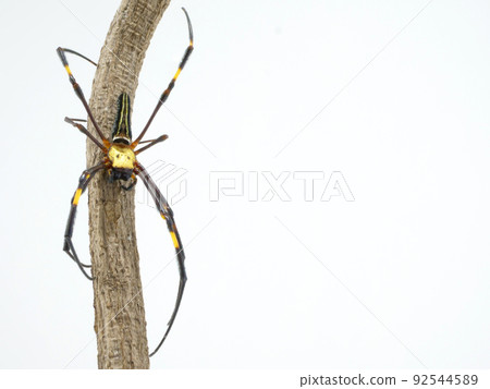 Japan's largest spider, Nephila pilipes Japan's largest spider, Nephila pilipes 92544589