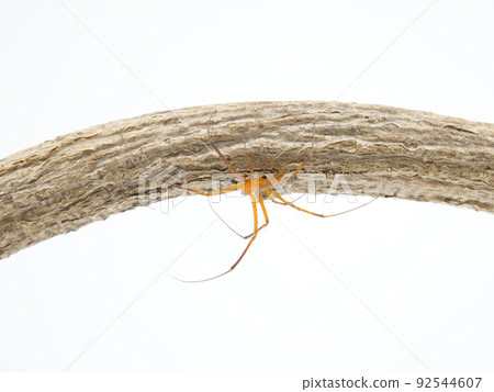 雄性 Nephila pilipes 的身體比雌性小 92544607