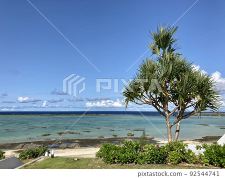 沖繩潟湖和阿丹樹 92544741