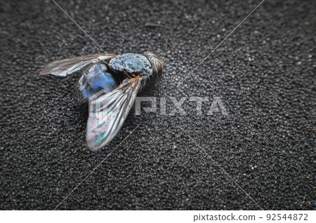 Shiny fly on uneven background. Macro shooting in the studio Shiny fly on uneven background. Macro shooting in the studio 92544872