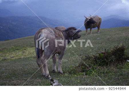 water buffalo water buffalo 92544944