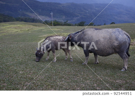 水牛 水牛 92544951