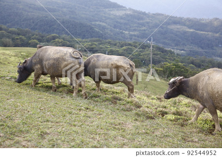 water buffalo water buffalo 92544952