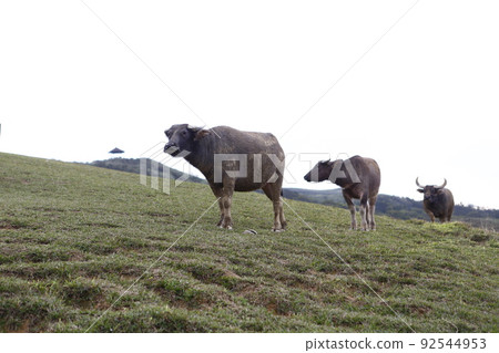 water buffalo water buffalo 92544953