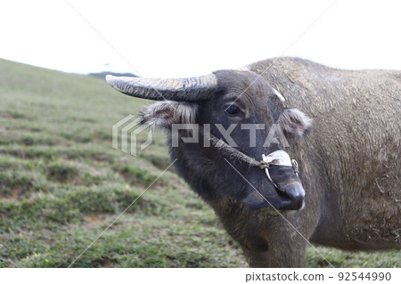water buffalo water buffalo 92544990