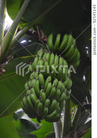 banana banana 92545143