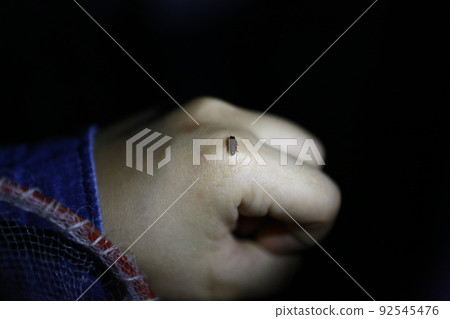 Firefly Firefly 92545476