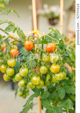 Beautiful red ripe cherry tomatoes grown in a greenhouse 92545628