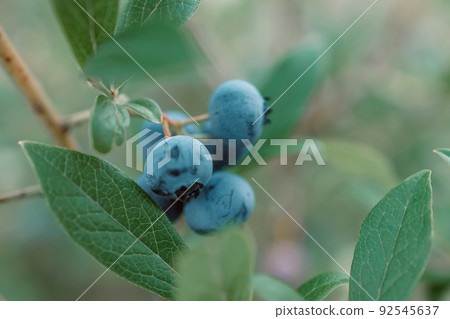 Large ripe dark blue black blueberry berries on a bush. Selective focus. 92545637