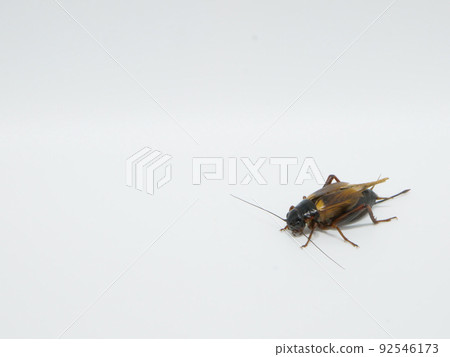 One cricket One cricket 92546173