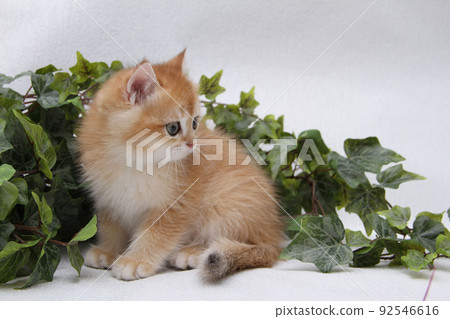 British shorthair kitten of golden color on white background and green leaves. Cute red chinchilla kitten. Pets at cozy home. Top down view web banner. Funny adorable pets cats. Postcard concept. British shorthair kitten of golden color on white background and green leaves. Cute red chinchilla kitten. Pets at cozy home. Top down view web banner. Funny adorable pets cats. Postcard concept. 92546616