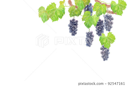 Analog watercolor grape (Kyoho) upper right 92547161