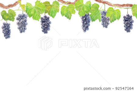 Analog watercolor grape (Kyoho) upper position Analog watercolor grape (Kyoho) upper position 92547164