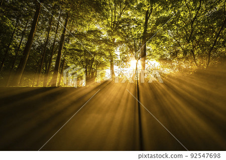 晨曦金色的晨光森林 92547698