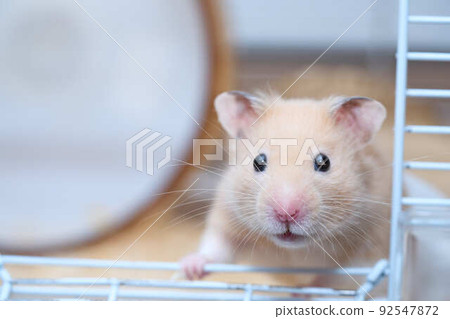 Kinka hamster Kinka hamster 92547872