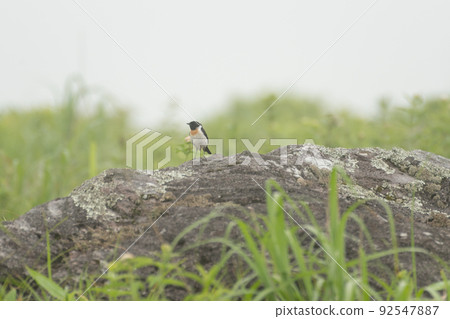 Wild bird Nobitaki♂ 92547887